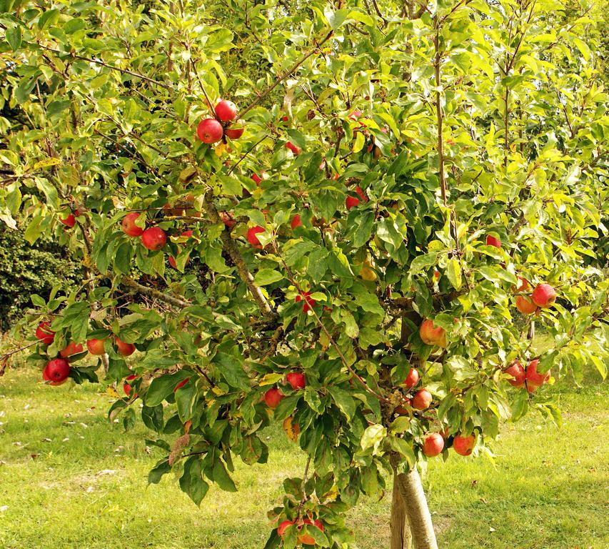 Orchard Grove Bed & Breakfast R21Rc58 Bagenalstown Buitenkant foto